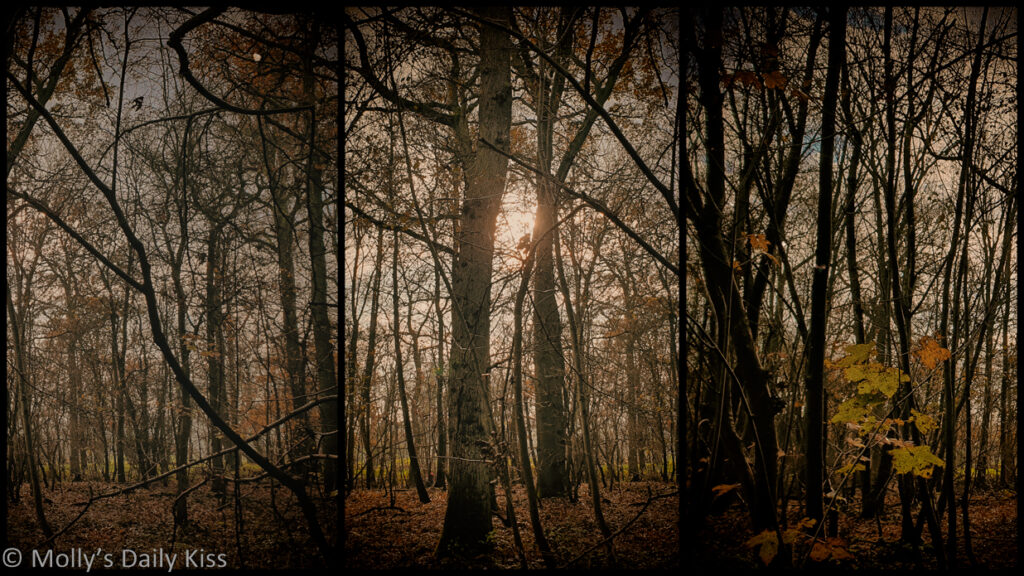 winter woodland triptych