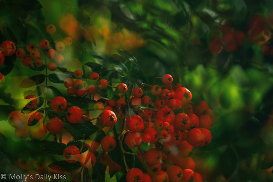 ;ast red berries double exposure