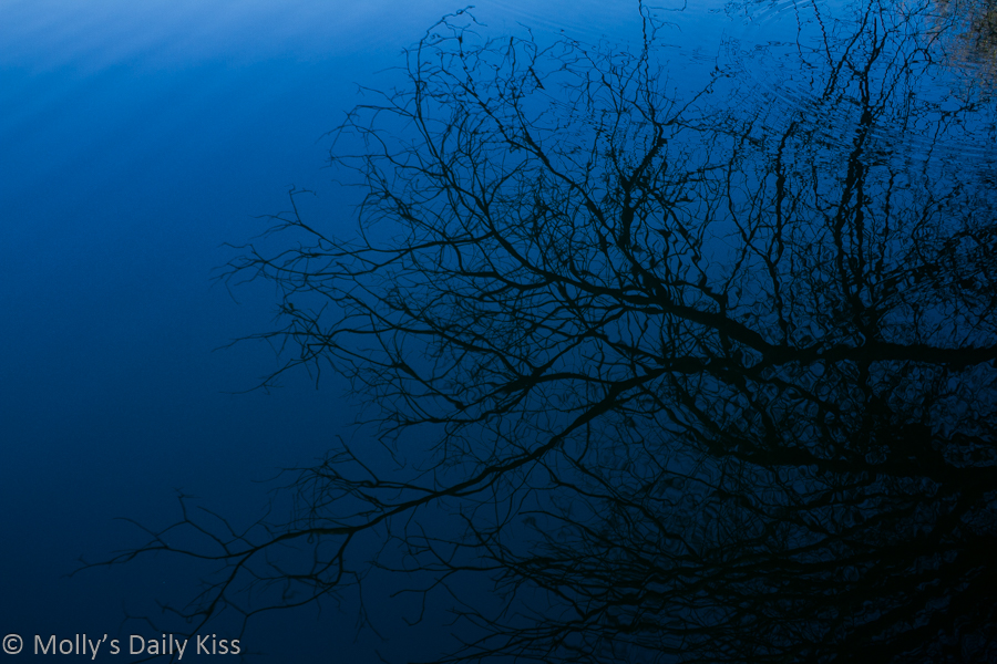 branches reflected in blue water