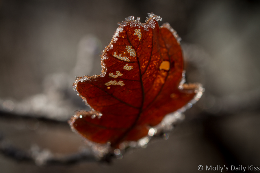 sunlight in brown oak leaf edged in crisp frost