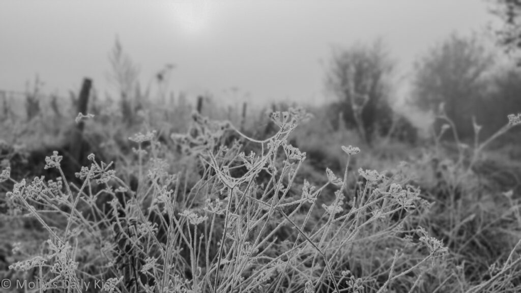 Welcome frost on side of path covering grass and seed heads