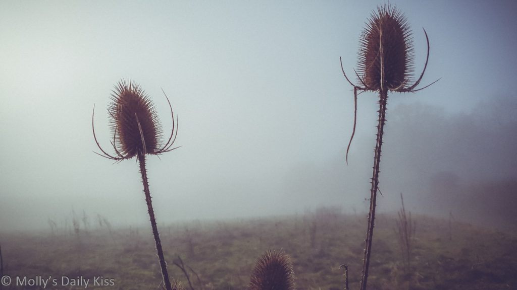 teasals in the november mist