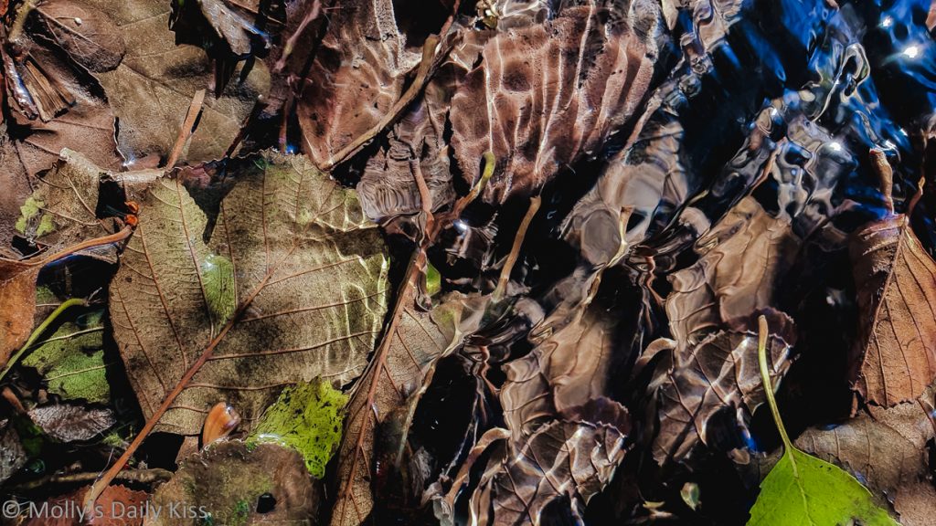 fall of leaves into stream