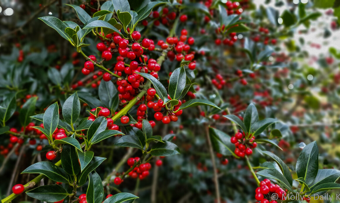 Red holly berries