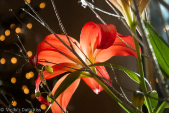 Sngle orange lily against bokeh lights of Christmas tree