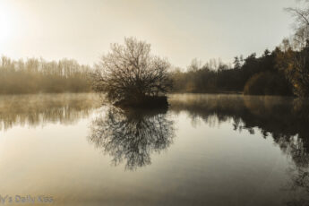 morning mist over pond is pale january