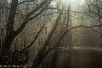 Sunbeams through winter woodland trees and morning mist