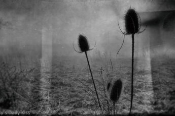 Seed heads on cold mist day with wet plate edit