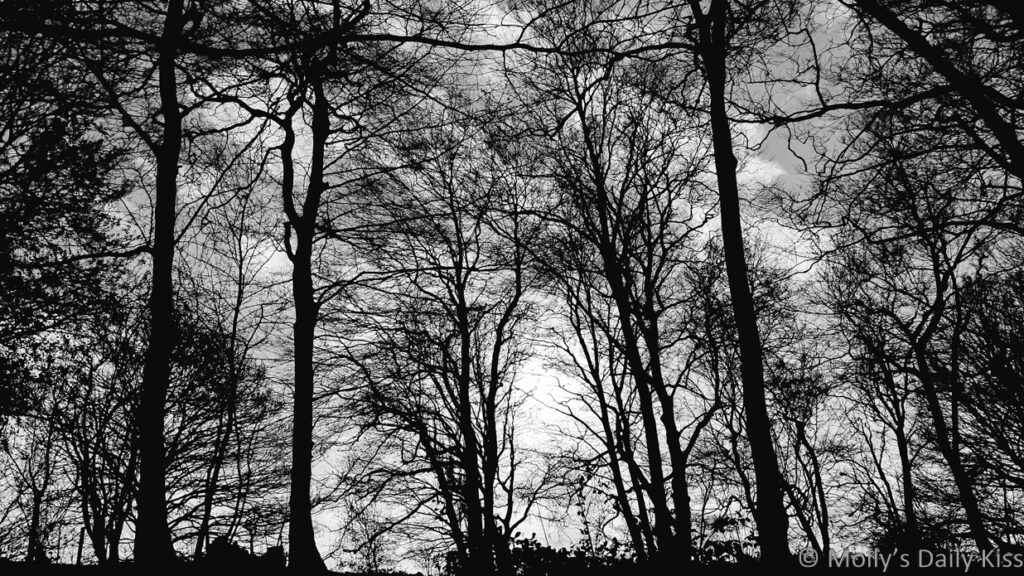 winter tree silhoutted against sky are like burnt nerves