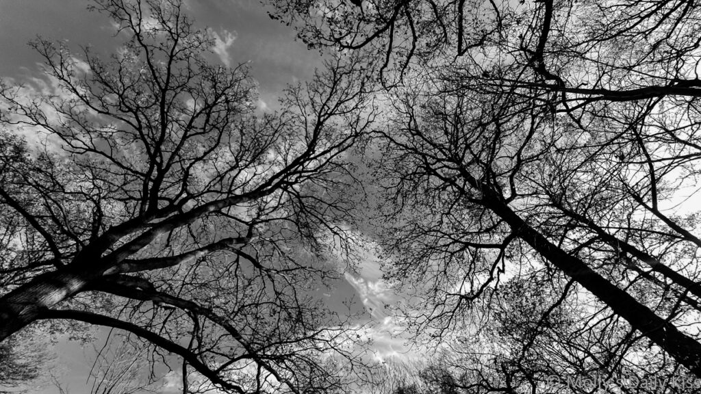Looking up at winter trees against the sky