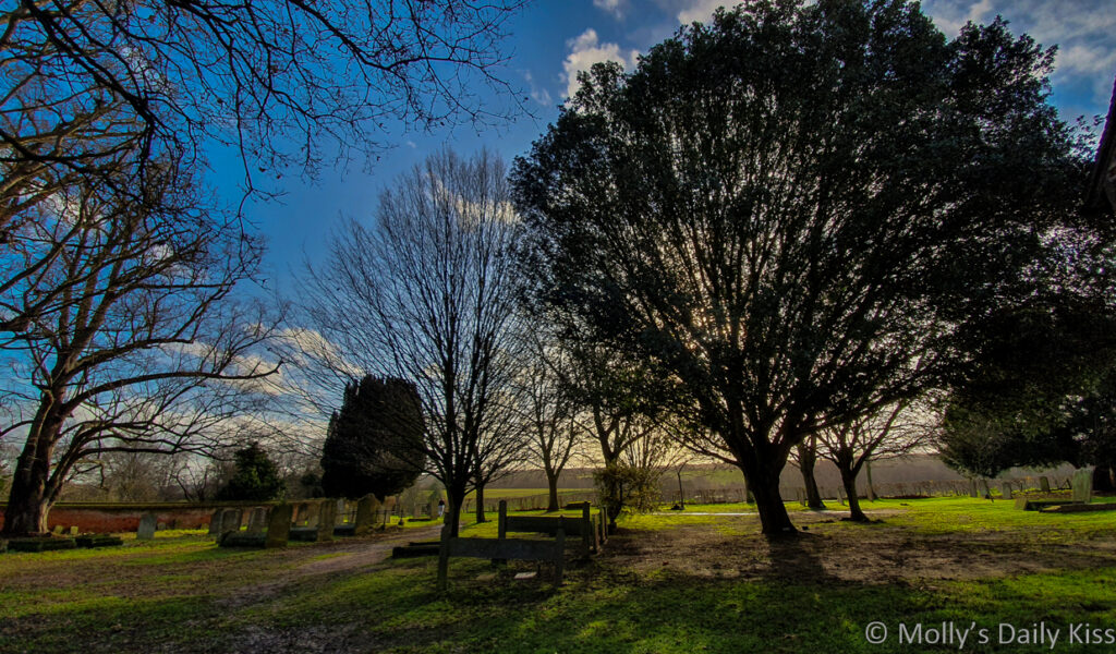 Sunlight through winter tree at tewin church is one of those glorious moments