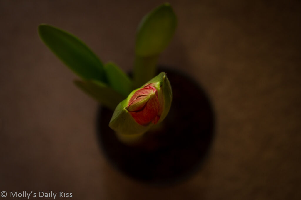 looking down to amarylis bud which is the potential for a red flower