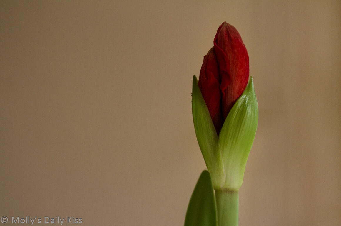red amaryllis flower bub is magic