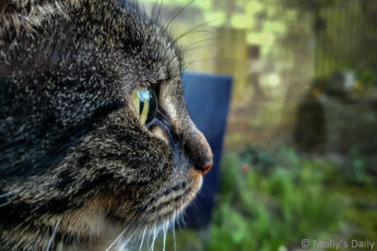 Philosophical cat looking out of window with garden reflected in it's eye