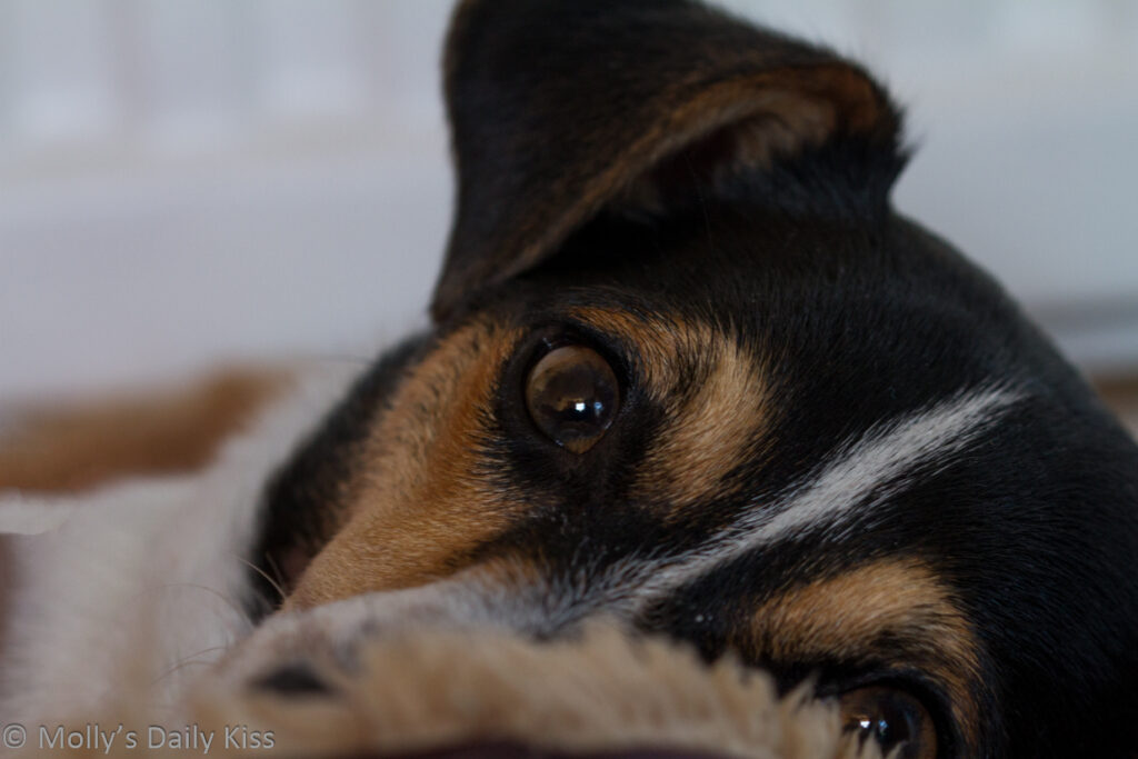 looking into dogs eye who is my true friend