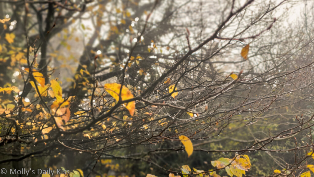 last autumn leaves still clinging to winter trees in morning mist