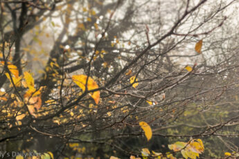 last autumn leaves still clinging to winter trees in morning mist