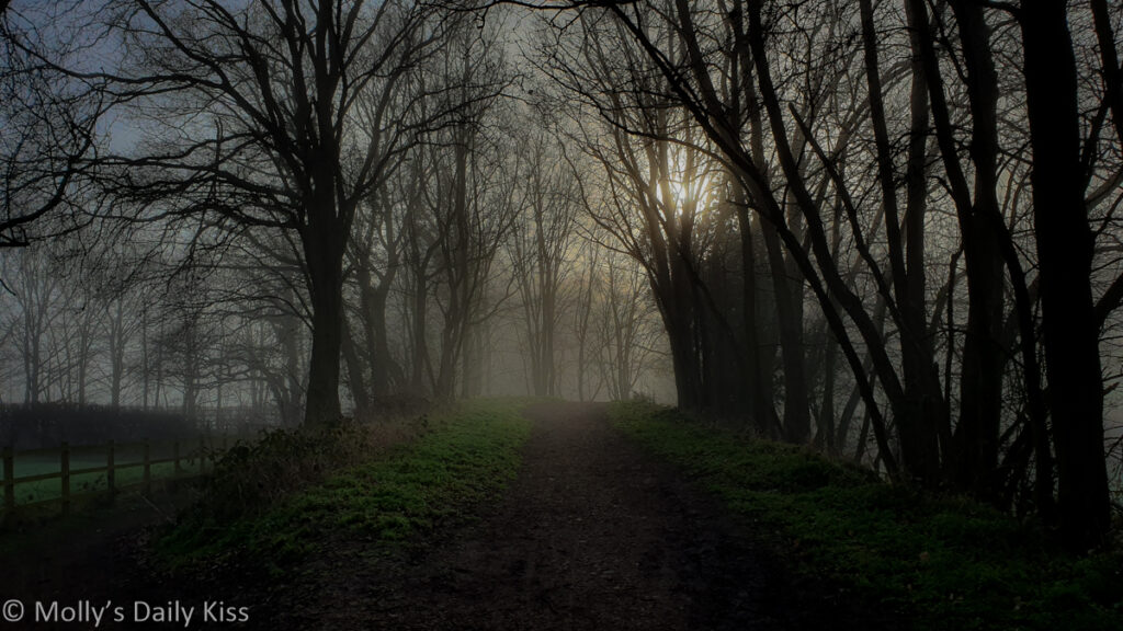 Misty morning sun through winter trees