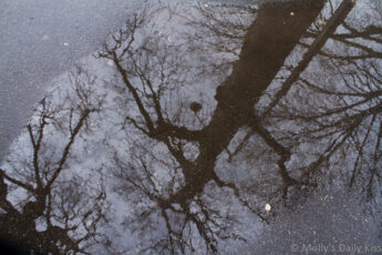 Tree and lamp post reflected in puddle on pavement