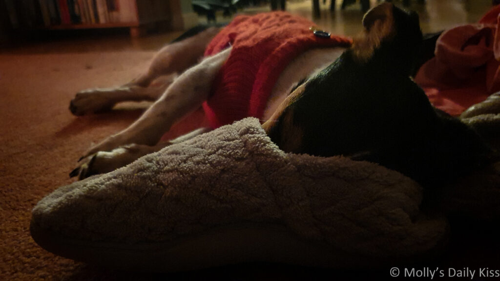 Dog asleep with nose in slipper