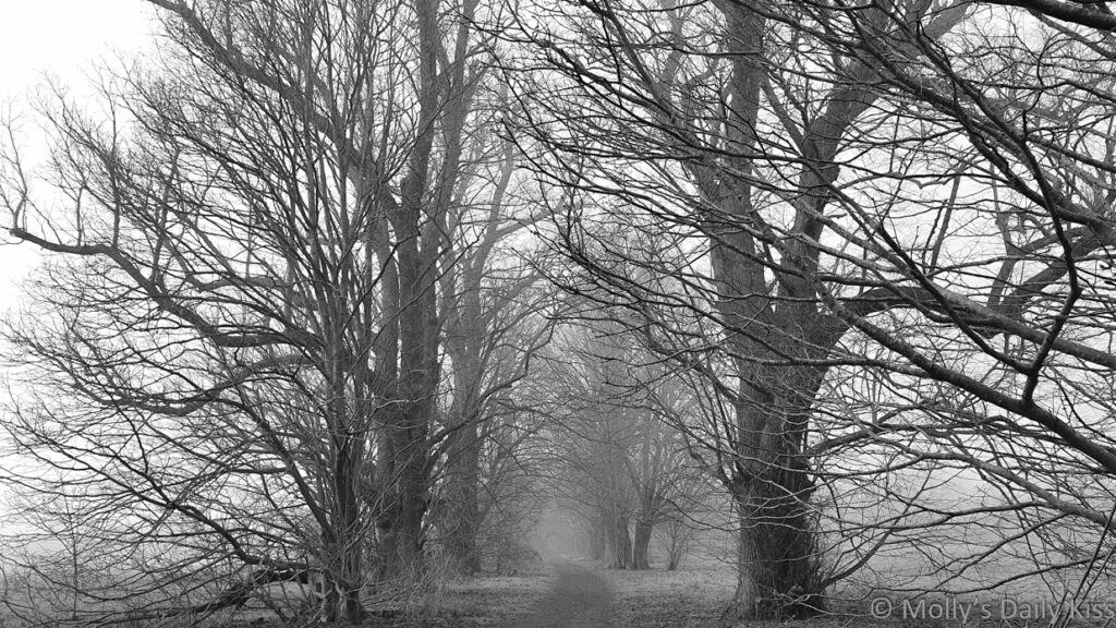 Misty path through winter trees