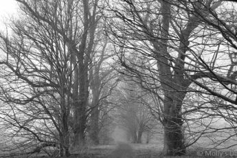 Misty path through winter trees