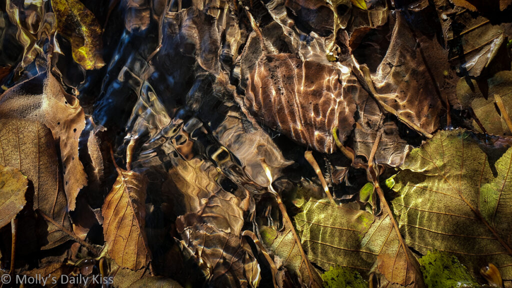 looking into leaves beneath the surface of moving water