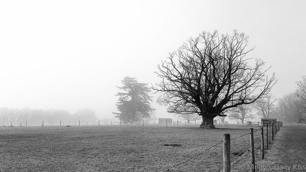 one tree stands out from shawl of mist in black and white