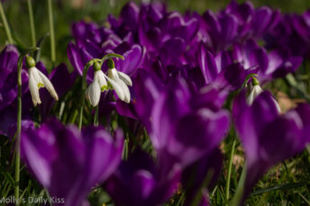 white snowdrops in purple crocus are alive in spring