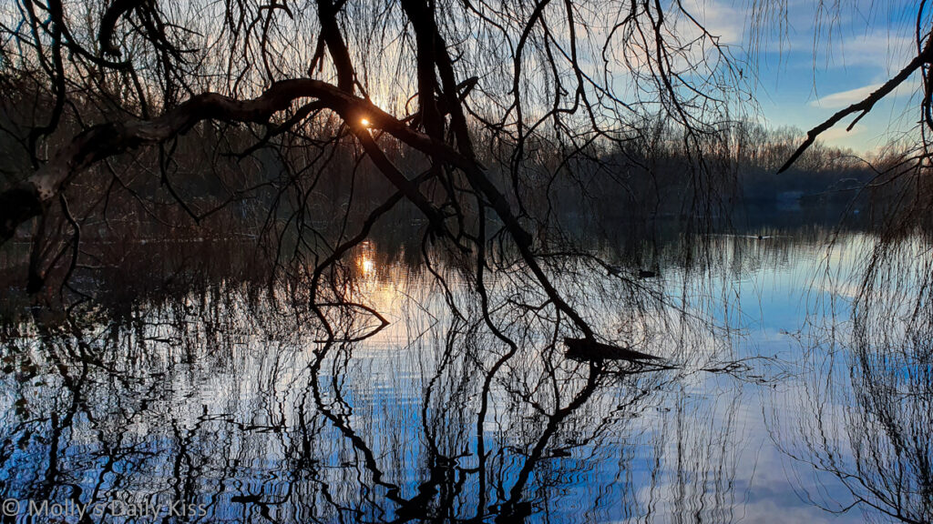 winter sun through trees reflected in pond