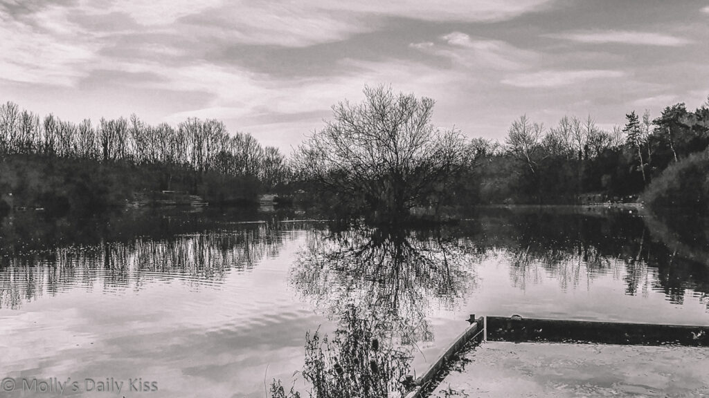trees reflected in winter pond