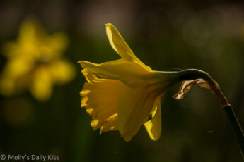 daffodil in spring sunshine for post called and dances