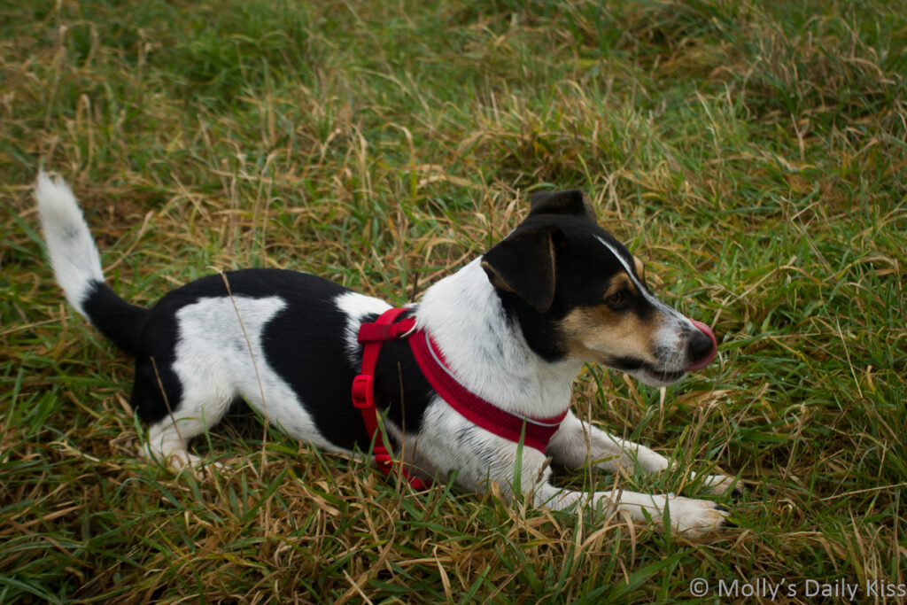 Jack russel dog laying in the grass licking his nose