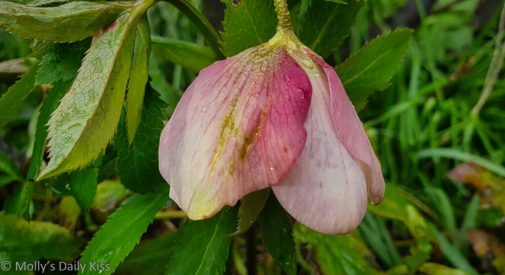 Soft pink hellebore flower is solace