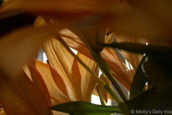 looking through the stems of orange lillies