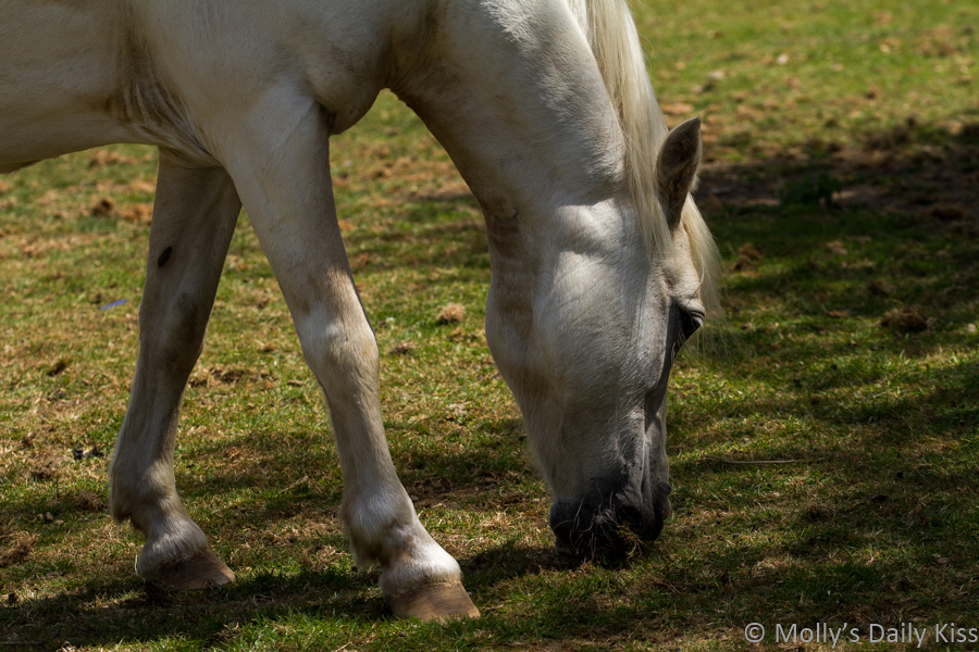 white horse eating grass is contentment