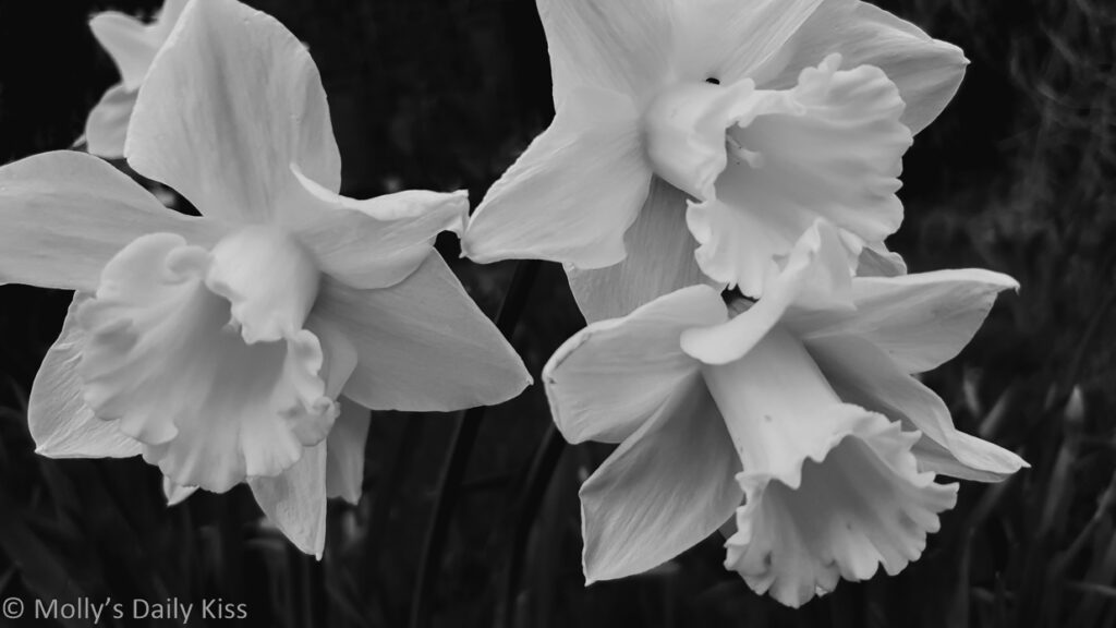 black and white of daffodils coming in the spring