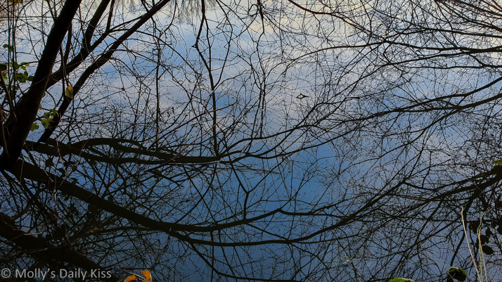 branches reflected in pond water is beauty and imperfection