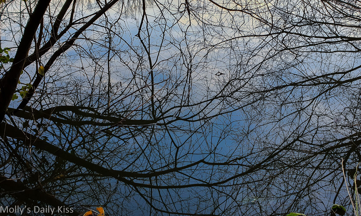 branches reflected in pond water is beauty and imperfection