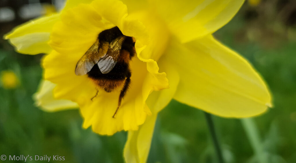 Bumble bee in yellow daffodil