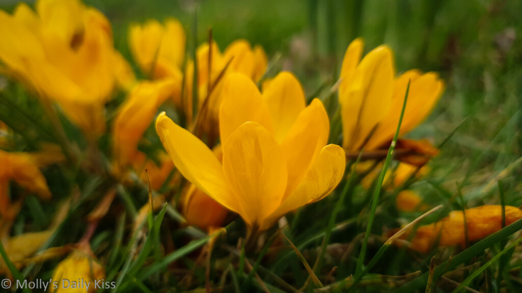 Yellow crocus is closest to light