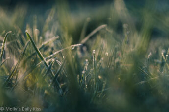 frosted grass bokeh