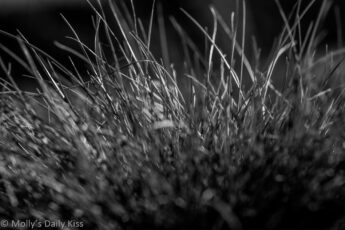 grass in black and white