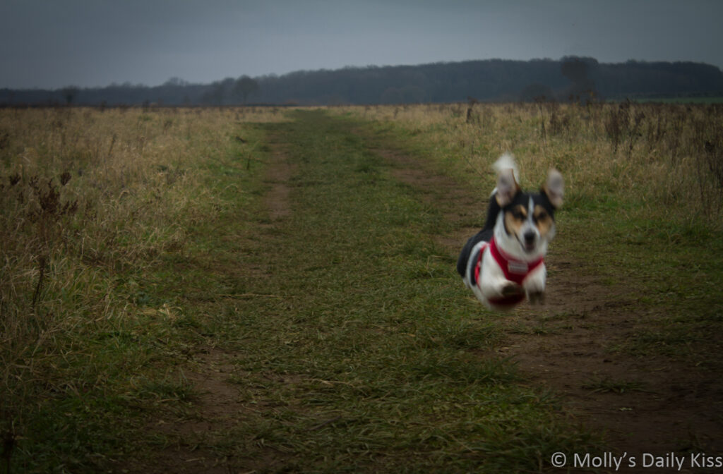 Dog in mid run in the middle of the air