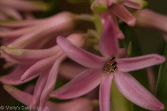 Pink hyacinth petals unfold