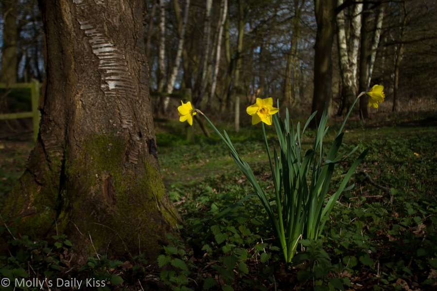 3 daffodils nestling flowers in woodland