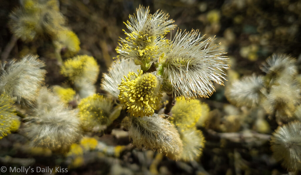 spring fluff bloom on trees