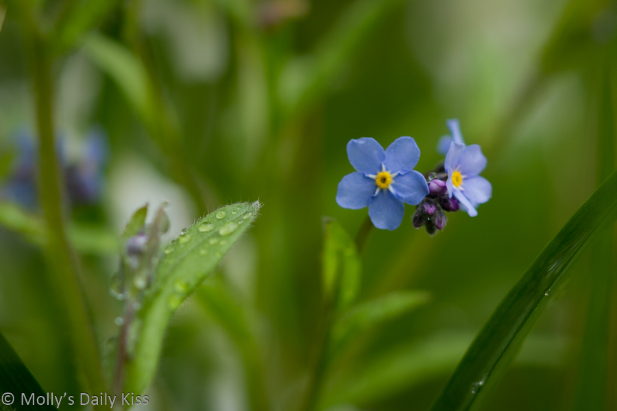 Tiny forget me not blue flower in green grass is its own beauty
