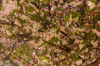 Pink blossom on trees is magic and wonder