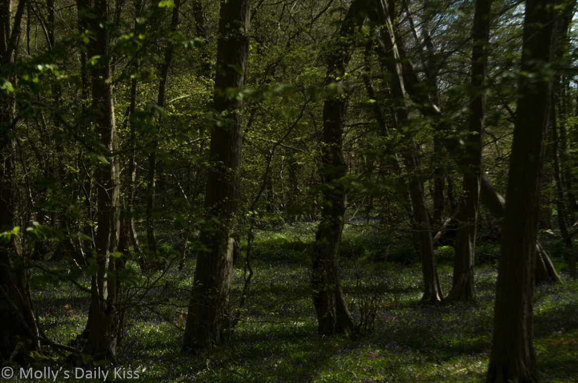 looking through trees to the bluebells in the distance with soft sunshine in patches in the wood for post called seek
